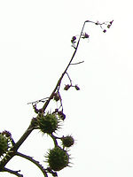 Výřez (R), 1/400 s,  f/5.60, F/78.00 mm, ISO: 80