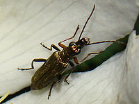 Výřez (R), 1/50 s,  f/4.00, F/11.90 mm, ISO: 125