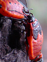 Výřez (R), 1/25 s,  f/2.70, F/5.20 mm, ISO: 80