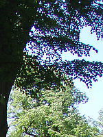 Výřez (R), 1/200 s,  f/3.50, F/6.70 mm, ISO: 80