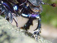 Výřez (R), 1/30 s,  f/4.00, F/9.13 mm, ISO: 800