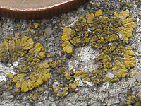 Výřez (R), 1/200 s,  f/5.00, F/20.10 mm, ISO: 80