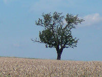 Výřez (R), 1/1000 s,  f/4.00, F/11.90 mm, ISO: 80