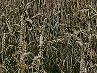 Výřez (R), 1/320 s,  f/10.00, F/7.90 mm, ISO: 80