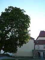 Náhled, 1/400 s,  f/2.80, F/6.00 mm, ISO: 80