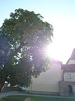 Náhled, 1/320 s,  f/2.80, F/6.00 mm, ISO: 80