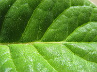 CANON PowerShot S5 IS struktura povrchu