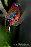 Trogon - ptačí klenot mezi pralesními obyvateli (NP Khao Yai)