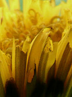 Výřez (R), 1/25 s,  f/2.80, 28.00 mm, ISO: 400