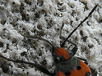 Výřez (R), 1/250 s,  f/4.50, 28.00 mm, ISO: 100