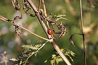 16. EOS 40D + EF-S 17-85mm