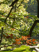 Výřez (R), 1/32 s, f/5.30, 126.00 mm, ISO: 64, Blesk: Ne