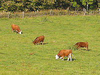 Výřez (R), 1/148 s, f/4.80, 75.00 mm, ISO: 64, Blesk: Ne