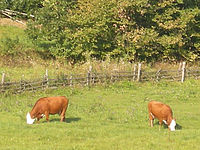 Výřez (R), 1/110 s, f/5.10, 117.00 mm, ISO: 64, Blesk: Ne