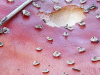 Výřez (R), 1/25 s, f/7.60, 36.00 mm, ISO: 64, Blesk: Ne