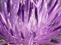 Výřez (R), 1/200 s, f/5.60, 100.00 mm, ISO: 100, Blesk: Ne