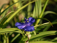 Náhled, světelný zoom