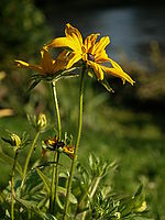 Náhled, světelný zoom