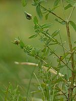 Výřez (R), 1/1600 s, f/1.40, 50.00 mm, ISO: 100, Blesk: Ne