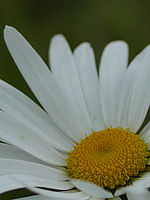 Výřez (R), 1/4000 s, f/2.20, 50.00 mm, ISO: 100, Blesk: Ne