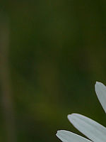 Výřez (R), 1/4000 s, f/2.20, 50.00 mm, ISO: 100, Blesk: Ne