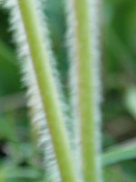 Výřez (R), 1/40 s, f/5.60, 100.00 mm, ISO: 100, Blesk: Ne