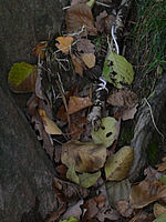 Výřez (R), 1/125 s, f/1.80, 50.00 mm, ISO: 100, Blesk: Ne