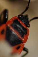 Výřez (R), 1/1500 s, f/2.80, ISO: 100