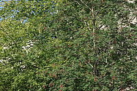 Originál (R), 1/180 s,  f/8.00, ISO: 100