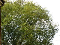 CANON PowerShot A720iS program pro foto zeleně