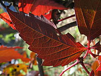 CANON PowerShot A720iS MAKRO