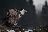 Obrázek č. 27; © Petr Šimon