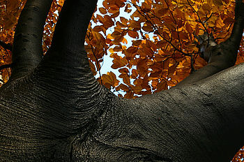 Ani slon, ani strom