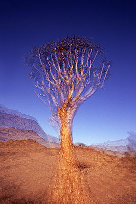 Quiver Tree - (Augrabie Falls) mezi Namaqualand a Kalahari