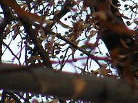 Výřez (R). Stabilizace zapnutá. Ohnisková vzdálenost: 84.20 mm