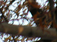 Výřez (R), Stabilizace vypnutá, 1/30 s, f/4.50, ISO: 64, Ohnisková vzdálenost: 84.20 mm