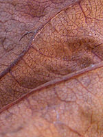 Výřez (R), 1/20 s, f/3.50, ISO: 64, Ohnisková vzdálenost: 9.80 mm | © Petr Koritina Výřez (R), 1/20 s, f/3.50, ISO: 64, Ohnisková vzdálenost: 9.80 mm