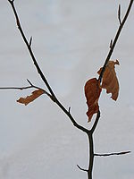 Náhled na scénu, bez blesku