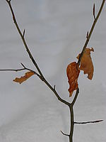 Náhled na scénu, blesková podexpozice