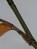 Výřez (R), 1/160 s, f/3.50, ISO: 80, Ohnisková vzdálenost: 21.97 mm