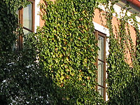 Výřez (R), 1/400 s, f/4.00, ISO: 80, Ohnisková vzdálenost: 7.40 mm