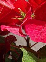 Náhled | Petr Koritina Náhled