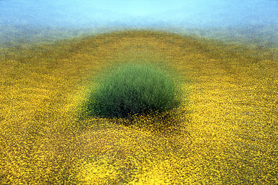 sen o Namaqualand 