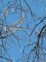 (R) Výřezy, 1/227 s, f/4.11,ISO: 64, Blesk: Ne, Ohnisková vzdálenost: 5.90 mm 