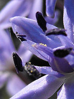 (R) Výřezy, 1/500 s, f/2.87,ISO: 100, Blesk: Ne, Ohnisková vzdálenost: 5.90 mm 