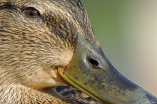 Výřez (R), 1/250 s, Clona: 6.3, , Ohnisková vzdálenost (EQ35mm): 300 mm, , ISO: 100