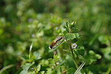 Náhled, "Makro"