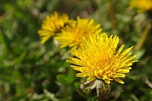 Náhled, ruční ostření při živém náhledu