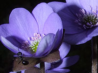 Výřez (R), 1/4000 s, Clona: 11, ISO: 100, Ohnisková vzdálenost: 11.70 mm