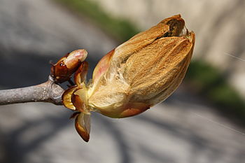 Obrázek č. 26 - EOS 450D + EF-S 18-55mm f/3,5-5,6 IS, citlivost ISO 400, čas 1/1000s a clona f/8 | (c) Michal Kupsa Obrázek č. 26 - EOS 450D + EF-S 18-55mm f/3,5-5,6 IS, citlivost ISO 400, čas 1/1000s a clona f/8
